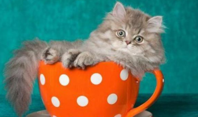 ​世界上体型最小最萌的猫是什么品种