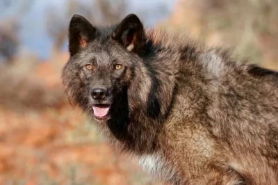 ​世界上最可怕的三种狼，比藏獒还凶猛