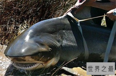 ​世界上最凶猛的鲨鱼 大白鲨仅排第二第一名十分强悍