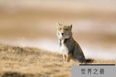 ​藏狐是种什么样的动物？藏狐有什么特点？