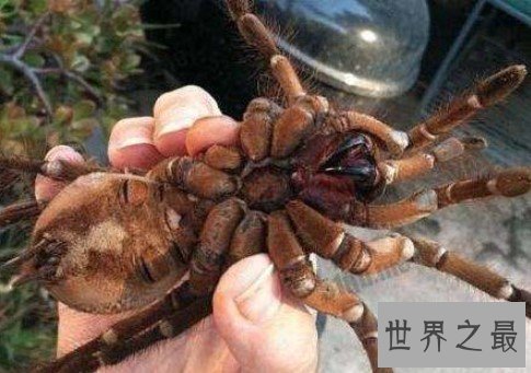 世界上最大的蜘蛛,蜢蜘张开爪子可达38厘米宽