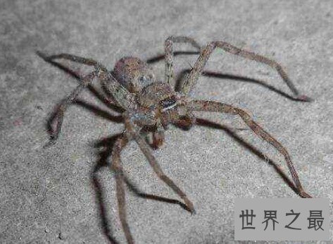 世界上最大的蜘蛛,蜢蜘张开爪子可达38厘米宽