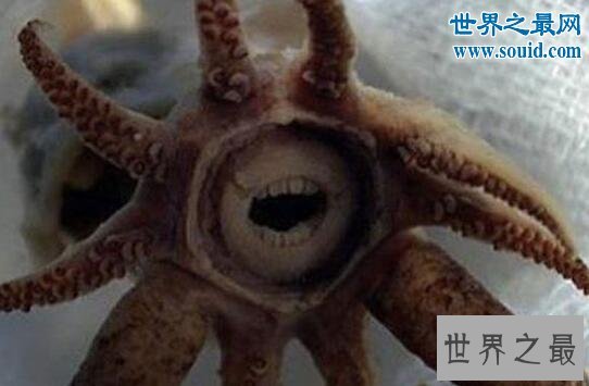 世界上最罕见的动物,真实存在的六角恐龙(萌翻了)