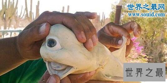 世界上最罕见的动物,真实存在的六角恐龙(萌翻了)