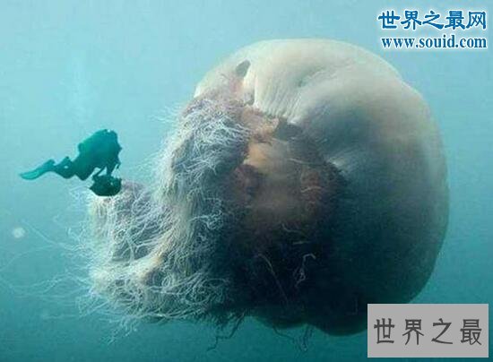 世界上最罕见的动物,真实存在的六角恐龙(萌翻了)