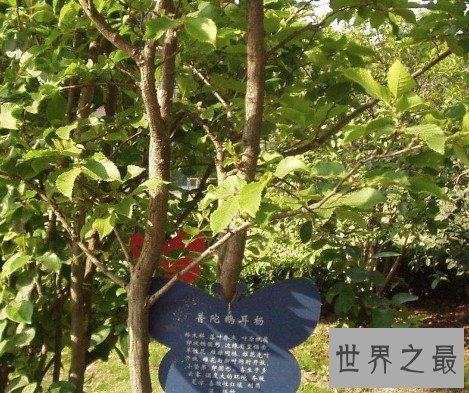 世界上最珍贵的树,全球仅在中国有一颗