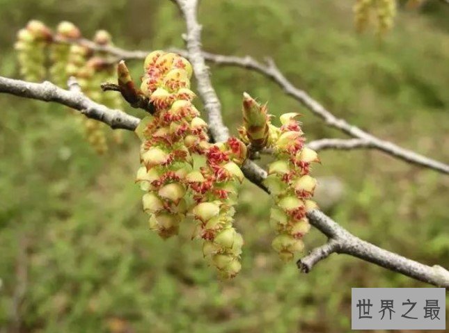 世界上最珍贵的树,全球仅在中国有一颗