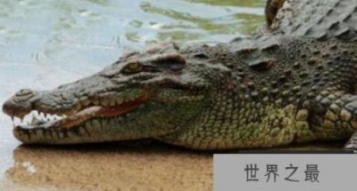 ​世界上最大的鳄鱼,这是真的大