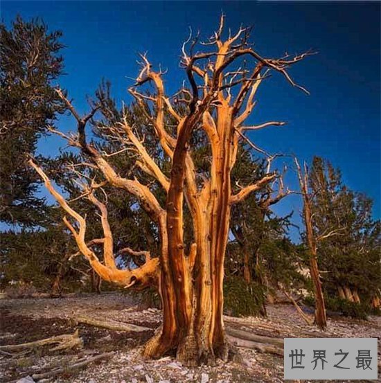 盘点寿命最长的十大植物 迄今为止地球上体型最长的植物