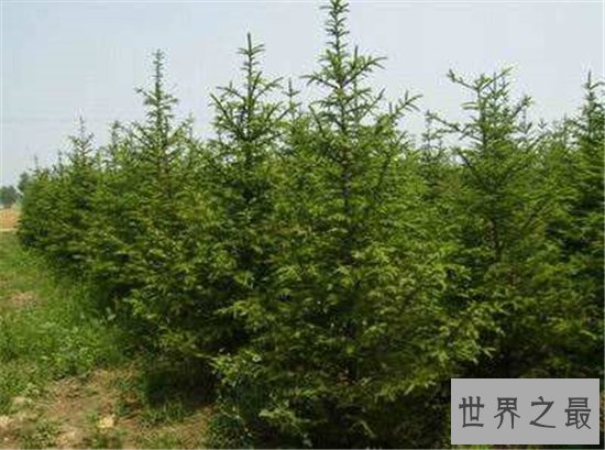 盘点寿命最长的十大植物 迄今为止地球上体型最长的植物