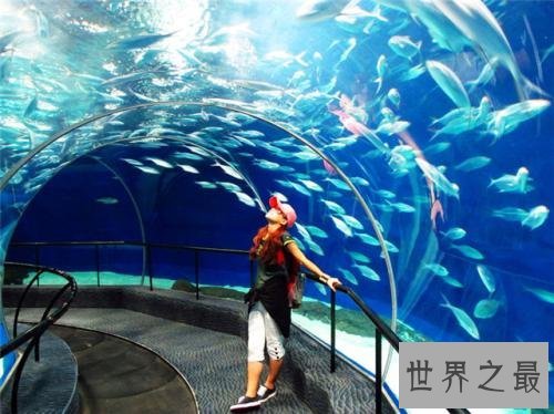 世界上最大的水族馆，第一2万立方米海洋生物10万多品种！