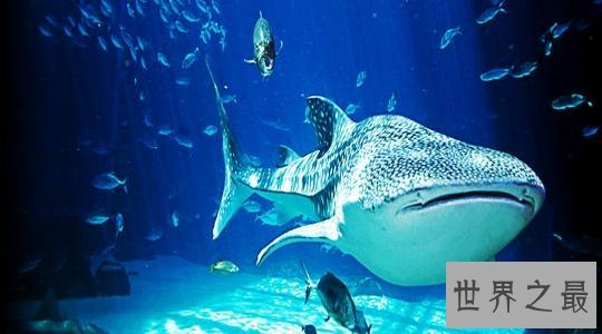世界上最大的水族馆，第一2万立方米海洋生物10万多品种！