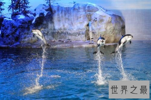 世界上最大的水族馆，第一2万立方米海洋生物10万多品种！
