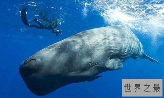 世界上最大的鱼Top10，8米的鲸鱼见过吗？