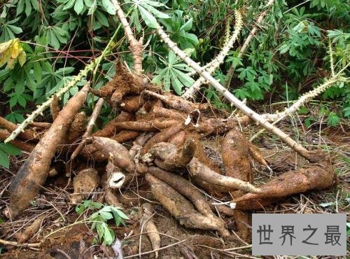 世界十大有毒食物，这些食物真的会吃死人！