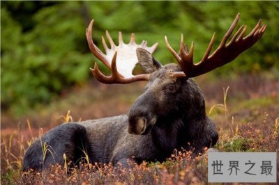 ​世界上最大的鹿种，体积堪比大象