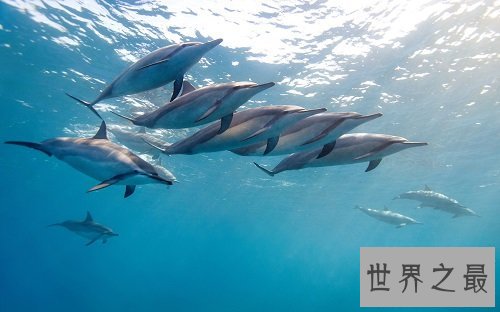 动物电影有爱版,你有被感动吗?