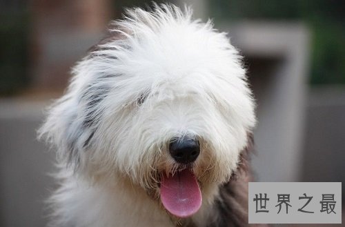 动物电影有爱版,你有被感动吗?