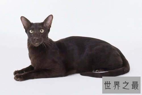 动物电影有爱版,你有被感动吗?