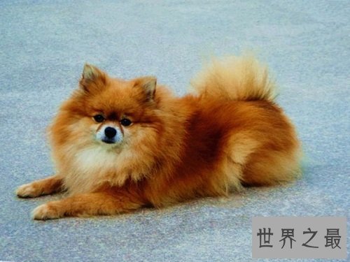 动物电影有爱版,你有被感动吗?