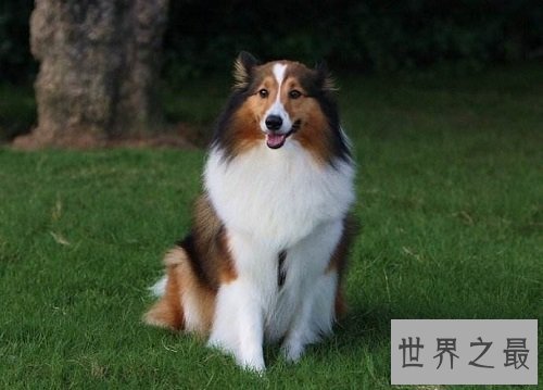 喜乐蒂优缺点大分享,爱狗的你快快看过来吧!