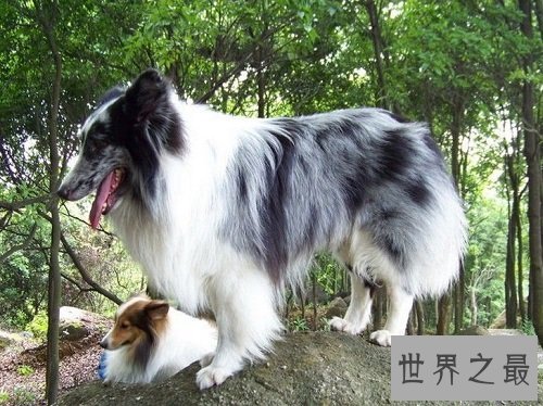 喜乐蒂优缺点大分享,爱狗的你快快看过来吧!