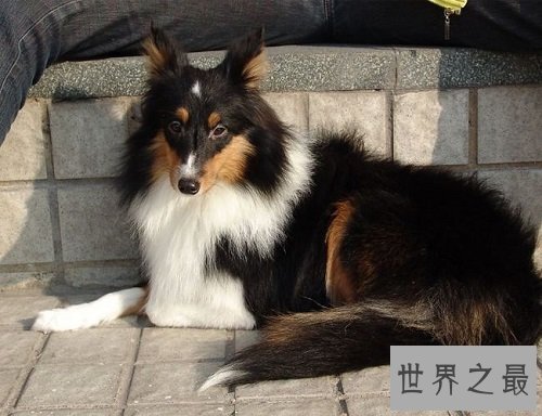 喜乐蒂优缺点大分享,爱狗的你快快看过来吧!