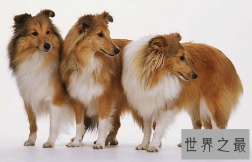 喜乐蒂优缺点大分享,爱狗的你快快看过来吧!