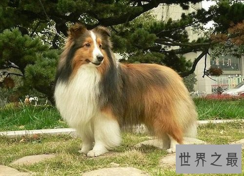 喜乐蒂优缺点大分享,爱狗的你快快看过来吧!