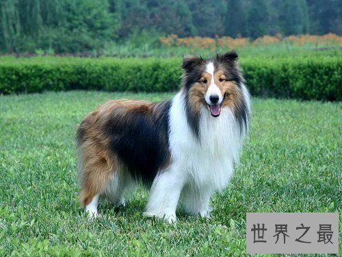 喜乐蒂优缺点大分享,爱狗的你快快看过来吧!