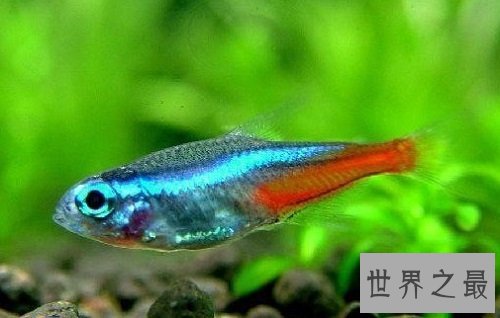 宝莲灯鱼好难养？实用饲养大全为你奉上！