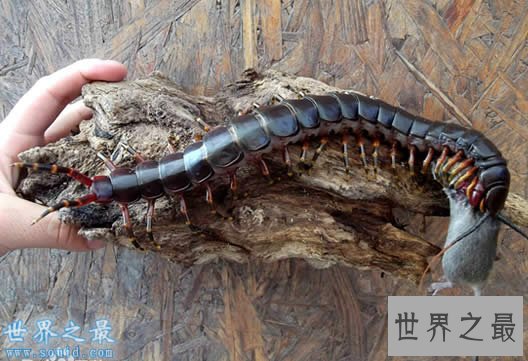 世界上最大的蜈蚣,加拉帕格斯巨人蜈蚣(长0.62米)