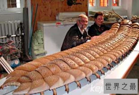 世界上最大的蜈蚣,加拉帕格斯巨人蜈蚣(长0.62米)