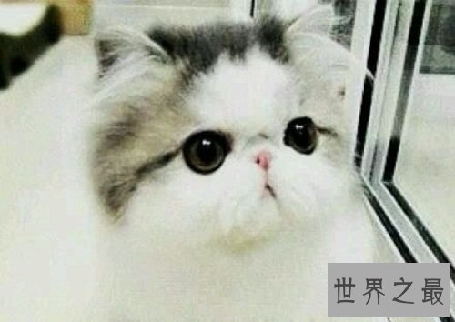 加菲猫跟波斯猫什么关系?谈谈加菲猫的由来!