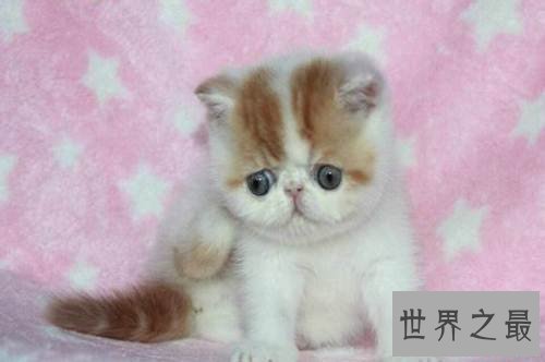 加菲猫跟波斯猫什么关系?谈谈加菲猫的由来!