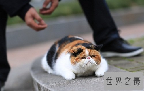 加菲猫跟波斯猫什么关系?谈谈加菲猫的由来!