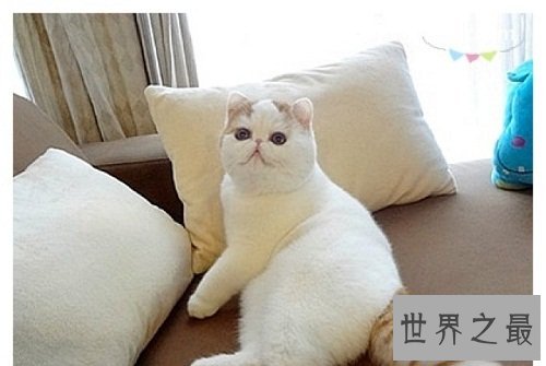 加菲猫跟波斯猫什么关系?谈谈加菲猫的由来!