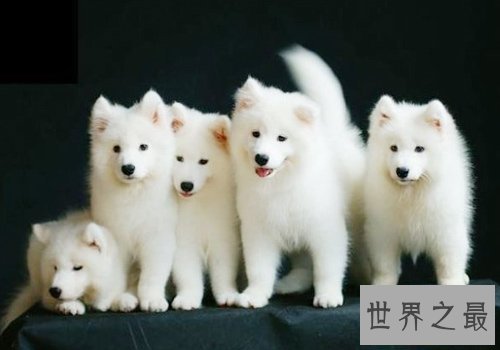 托运宠物怎么办？详细指南为你奉上！