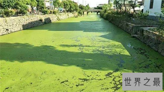 世界上生长速度最快的植物,最快的一天竟可以长10厘米!