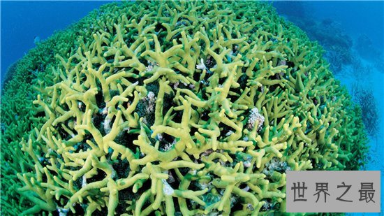 世界上生长速度最快的植物,最快的一天竟可以长10厘米!