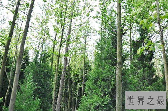 世界上生长速度最快的植物,最快的一天竟可以长10厘米!