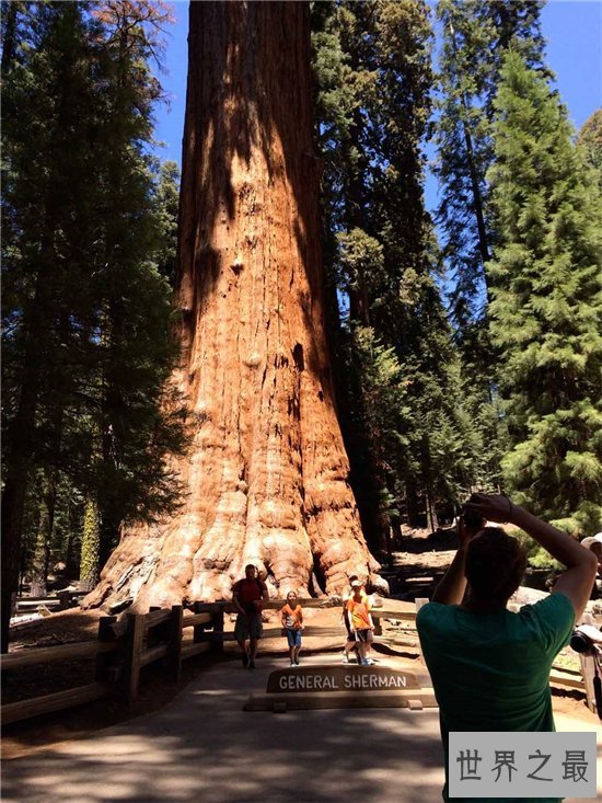世界上生长速度最快的植物,最快的一天竟可以长10厘米!