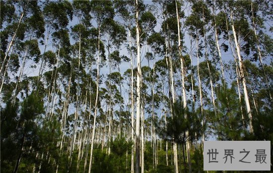 世界上生长速度最快的植物,最快的一天竟可以长10厘米!