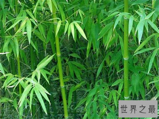 世界上生长速度最快的植物,最快的一天竟可以长10厘米!