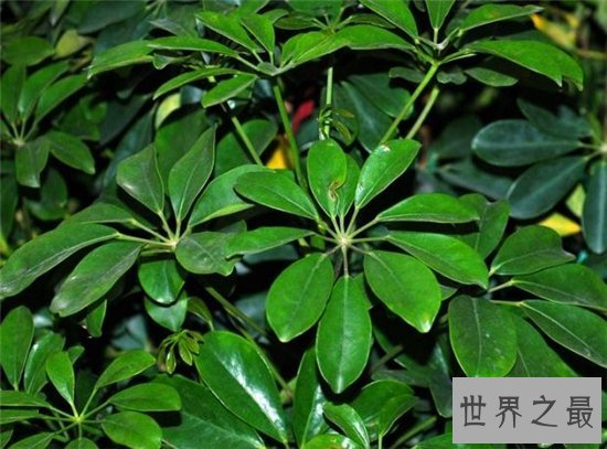 世界上生长速度最快的植物,最快的一天竟可以长10厘米!