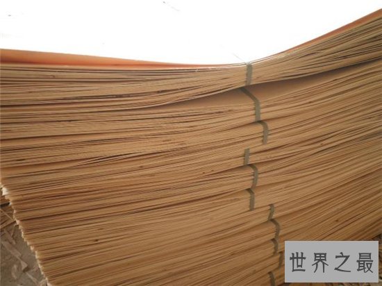 世界上生长速度最快的植物,最快的一天竟可以长10厘米!