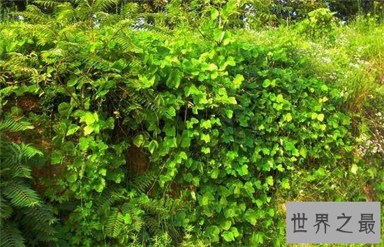 世界上生长速度最快的植物,最快的一天竟可以长10厘米!