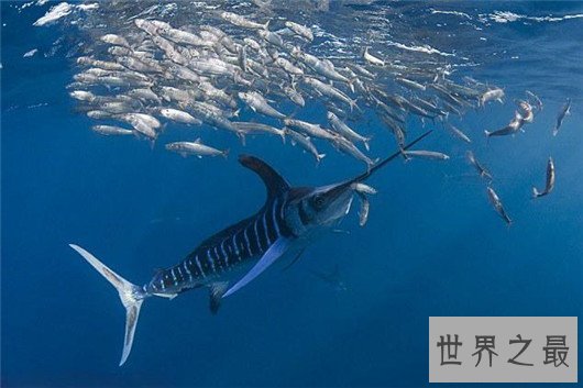 十种时速最快的海洋动物,它的速度连猎豹都赶不上