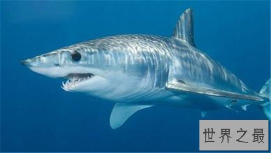 十种时速最快的海洋动物,它的速度连猎豹都赶不上