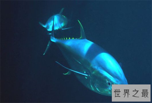 十种时速最快的海洋动物,它的速度连猎豹都赶不上